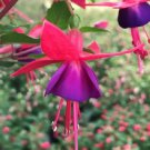 5 Fuchsia Lantern Flower Seeds Hardy Hummingbird Plant Fresh Garden