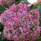 5 Little Lime Purpl Hydrangea Seeds Perennial Flowers Flower Garden Seed 1434 Fresh Garden 5 Little Lime Purpl Hydrangea Seeds Perennial Flowers Flower Garden Seed 1434 Fresh Garden