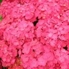 5 Masja Hydrangea Seeds Perennial Flowers Flower Garden Seed 1437 Fresh Garden 5 Masja Hydrangea Seeds Perennial Flowers Flower Garden Seed 1437 Fresh Garden