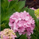 5 Moonlight Hydrangea Seeds Perennial Flowers Flower Garden Seed 1438 Fresh Garden 5 Moonlight Hydrangea Seeds Perennial Flowers Flower Garden Seed 1438 Fresh Garden