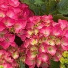 5 Paris Hydrangea Seeds Perennial Flowers Flower Garden Seed 1440 Fresh Garden 5 Paris Hydrangea Seeds Perennial Flowers Flower Garden Seed 1440 Fresh Garden