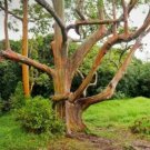 5 Pcs Rainbow Eucalyptus Tree Seeds Indonesian Gum Mindanao Sarassa Fresh Garden 5 Pcs Rainbow Eucalyptus Tree Seeds Indonesian Gum Mindanao Sarassa Fresh Garden