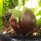 50 Aswad Eggplant Seeds Organic Large Fruits Fresh Garden 50 Aswad Eggplant Seeds Organic Large Fruits Fresh Garden