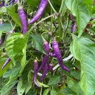50 Buena Mulata Purple Pepper Seeds Hot Fresh Garden 50 Buena Mulata Purple Pepper Seeds Hot Fresh Garden