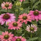 50 Butterfly Rainbow Coneflower Seeds Echinacea Perennial Bloom Flowers Seed 906 Fresh Garden