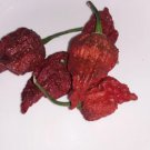 50 Chocolate Carolina Reaper Chili Pepper Seeds World Record Hot Peppers Fresh Garden 50 Chocolate Carolina Reaper Chili Pepper Seeds World Record Hot Peppers Fresh Garden