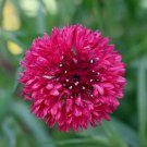 50 Cyans Red Boy Bachelors Button Seeds Annual Seed Flower Flowers 1137 Fresh Garden 50 Cyans Red Boy Bachelors Button Seeds Annual Seed Flower Flowers 1137 Fresh Garden