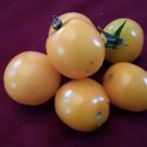 50 Goldien Yellow Cherry Tomato Seeds Open Pollinated No Pesticides Fresh Garden 50 Goldien Yellow Cherry Tomato Seeds Open Pollinated No Pesticides Fresh Garden