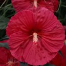 50 Luna Red Hardy Hibiscus Seeds Fresh Garden 50 Luna Red Hardy Hibiscus Seeds Fresh Garden