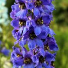 50 Magic Fountain Delphinium Seeds Perennial Flower Garden Seed Flowers 790 Fresh Garden 50 Magic Fountain Delphinium Seeds Perennial Flower Garden Seed Flowers 790 Fresh Garden