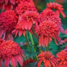 50 Mandarin Dbl Scoop Coneflower Seeds Echinacea Perennial Flowers Flower 1217 Fresh Garden 50 Mandarin Dbl Scoop Coneflower Seeds Echinacea Perennial Flowers Flower 1217 Fresh Garden