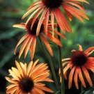 50 Orange Meadow Bright Coneflower Seeds Echinacea Perennial Flowers Flower 1359 Fresh Garden 50 Orange Meadow Bright Coneflower Seeds Echinacea Perennial Flowers Flower 1359 Fresh Garden