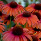 50 Orange You Awesome Coneflower Seeds Echinacea Perennial Flowers Flower 1363 Fresh Garden 50 Orange You Awesome Coneflower Seeds Echinacea Perennial Flowers Flower 1363 Fresh Garden