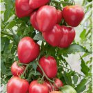 50 Oxheart Pink Tomato Seeds Fresh Garden 50 Oxheart Pink Tomato Seeds Fresh Garden
