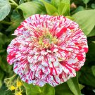 50 Peppermint Stick Zinnia 50 Seeds In Bulk Fresh Garden