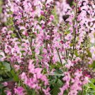 50 Pink Dawn Salvia Seeds Flower Seed Perennial Flowers 610 Bee Fresh Garden 50 Pink Dawn Salvia Seeds Flower Seed Perennial Flowers 610 Bee Fresh Garden