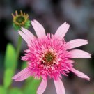 50 Pink Dbl Delight Coneflower Seeds Echinacea Perennial Flowers Flower 1367 Fresh Garden 50 Pink Dbl Delight Coneflower Seeds Echinacea Perennial Flowers Flower 1367 Fresh Garden