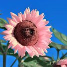 50 Pink Sunflower Seeds For Planting And Seeds Fresh Garden