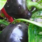 50 Purple Beauty Bell Pepper Seeds Sweet Fresh Garden 50 Purple Beauty Bell Pepper Seeds Sweet Fresh Garden