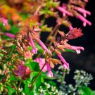 50 Skyscraper Pink Salvia Seeds Flower Seed Perennial Flowers Hummingbird 978 Fresh Garden 50 Skyscraper Pink Salvia Seeds Flower Seed Perennial Flowers Hummingbird 978 Fresh Garden