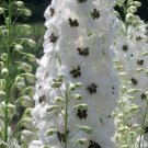 50 White Dark Bee Delphinium Seeds Perennial Garden Flower Seed Flowers 825 Fresh Garden