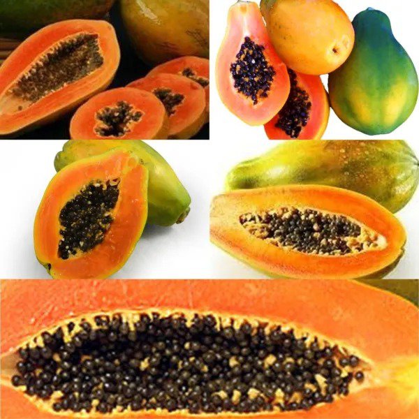 6 Of The Most Delicious Papaya Varieties 10 Seeds Fresh Garden