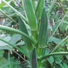60 Jambalaya Okra Seeds Open Pollinated Great Flavor Early And Super Prolific Fresh Garden 60 Jambalaya Okra Seeds Open Pollinated Great Flavor Early And Super Prolific Fresh Garden