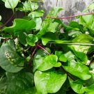 70 Organic Red Stem Malabar Spinach Alugbati Mong Toi Poi Sang Ceylon Seedss Fresh Garden 70 Organic Red Stem Malabar Spinach Alugbati Mong Toi Poi Sang Ceylon Seedss Fresh Garden