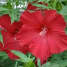 75 Luna Red Hardy Hibiscus Seeds Fresh Garden 75 Luna Red Hardy Hibiscus Seeds Fresh Garden