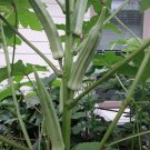 80 Texas Longhorn Okra Seeds Green Cowhorn Type Okra Super Prolific Fresh Garden 80 Texas Longhorn Okra Seeds Green Cowhorn Type Okra Super Prolific Fresh Garden
