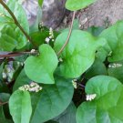 90 Organic Red Stem Malabar Spinach Alugbati Mong Toi Poi Sang Ceylon Seeds Fresh Garden 90 Organic Red Stem Malabar Spinach Alugbati Mong Toi Poi Sang Ceylon Seeds Fresh Garden