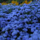 Ageratum Blue Mink Cloud Floss Flower Deer Resist Flower 50 Seeds Fresh Garden Ageratum Blue Mink Cloud Floss Flower Deer Resist Flower 50 Seeds Fresh Garden