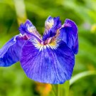 Alaska Iris Setosa Wild Flag Beachhead Blue Purple Native 30 Seeds Fresh Garden