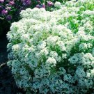 Alyssum Tiny Tim White Groundcover Bees Fragrant 200 Seeds 6 Fresh Garden Alyssum Tiny Tim White Groundcover Bees Fragrant 200 Seeds 6 Fresh Garden