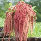 Amaranth Coral Fountain 100 Flower Seeds Fresh Garden Amaranth Coral Fountain 100 Flower Seeds Fresh Garden