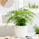 Asparagus Plumosa Nana Fern 20 Seeds Pulmosus Nanus Lace Fern Weddings Fresh Garden Asparagus Plumosa Nana Fern 20 Seeds Pulmosus Nanus Lace Fern Weddings Fresh Garden