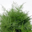 Asparagus Plumosa Nana Fern 25 Seeds Pulmosus Nanus Lace Fern Fresh Garden Asparagus Plumosa Nana Fern 25 Seeds Pulmosus Nanus Lace Fern Fresh Garden