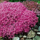 Aubrieta Pink Rock Cress Flower 100 Seeds Plants Garden Planting Fresh Garden Aubrieta Pink Rock Cress Flower 100 Seeds Plants Garden Planting Fresh Garden