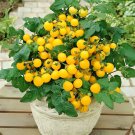 Aztek Micro Dwarf Tomato Seeds Fresh Garden Aztek Micro Dwarf Tomato Seeds Fresh Garden
