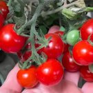 Baby Micro Dwarf 12 Seeds Fresh Garden