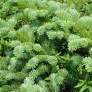Balsam Fir Abies Balsamea Tree Seeds Evergreen Bonsai Fresh Garden Balsam Fir Abies Balsamea Tree Seeds Evergreen Bonsai Fresh Garden