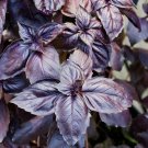 Basil Red Rubin 200 Seeds Organic Fresh Garden Basil Red Rubin 200 Seeds Organic Fresh Garden
