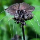 Bat Orchids Flower Black Plant Garden 50 Authentic Seeds Fresh Garden Bat Orchids Flower Black Plant Garden 50 Authentic Seeds Fresh Garden