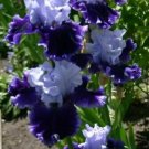Bearded Iris Flower Purple White Garden Plants 25 Seeds Fresh Garden Bearded Iris Flower Purple White Garden Plants 25 Seeds Fresh Garden