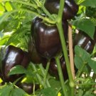 Bell Pepper Chocolate Beauty 12 Seeds Non Sweet Vegetable Fresh Garden Bell Pepper Chocolate Beauty 12 Seeds Non Sweet Vegetable Fresh Garden