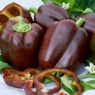 Bell Pepper Chocolate Beauty 12 Seeds Non Sweet Vegetable Pr Fresh Garden Bell Pepper Chocolate Beauty 12 Seeds Non Sweet Vegetable Pr Fresh Garden