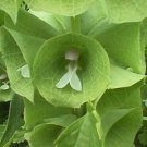 Bells Of Ireland Moluccella Laevis Shell Green White Flower 100 Seeds Fresh Garden Bells Of Ireland Moluccella Laevis Shell Green White Flower 100 Seeds Fresh Garden