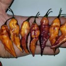 Bhut Nyde Orange Pepper 12 Seeds Rare Fresh Garden Bhut Nyde Orange Pepper 12 Seeds Rare Fresh Garden