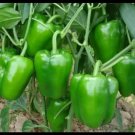 Big California Green Bell Pepper 30 Seeds Inherited Thru 2 Generations Fresh Garden Big California Green Bell Pepper 30 Seeds Inherited Thru 2 Generations Fresh Garden