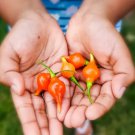 Biquinho Chilli Pepper 75 Seeds Organic Fresh Garden Biquinho Chilli Pepper 75 Seeds Organic Fresh Garden